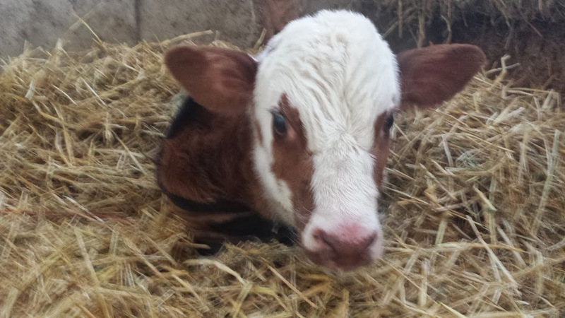 Illustration for article titled Newborn baby cow!!!!!!!!